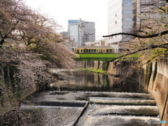 桜の中行くさくらトラム