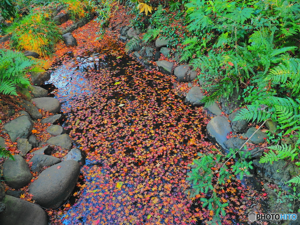 散紅葉