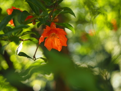 ザクロの花