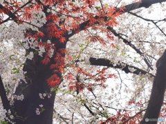 満開桜紅葉添え