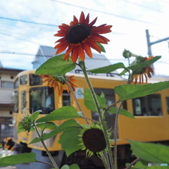 赤い向日葵 黄色い電車