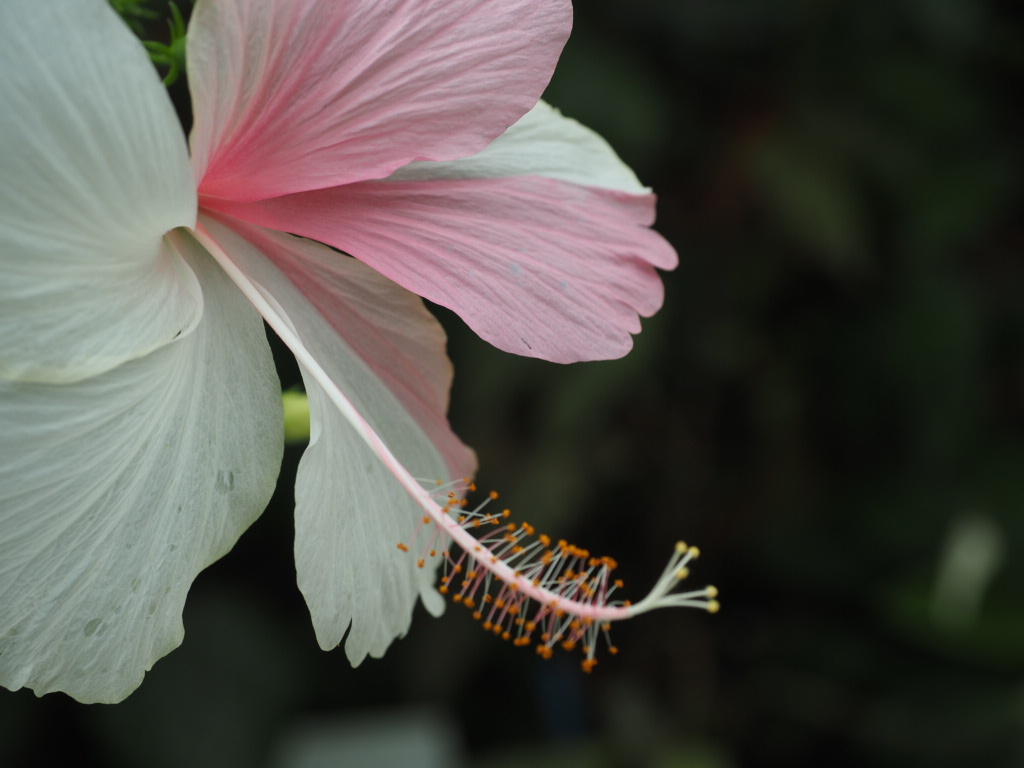 white&pink