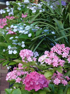 紫陽花色々