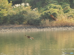 トビの狩り６