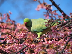 花とお揃いの嘴で