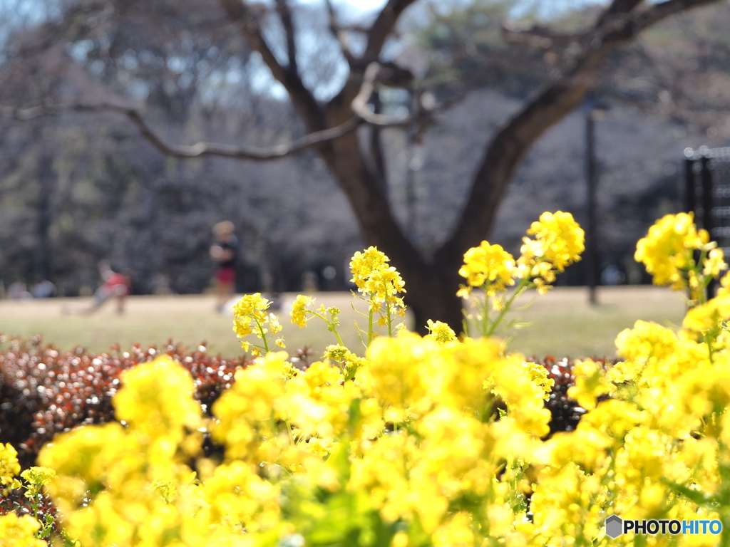 花咲く公園