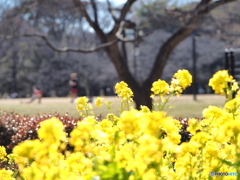 花咲く公園