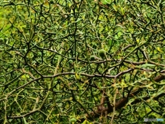 カラタチの棘は痛いよ