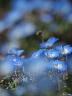 瑠璃色の花壇