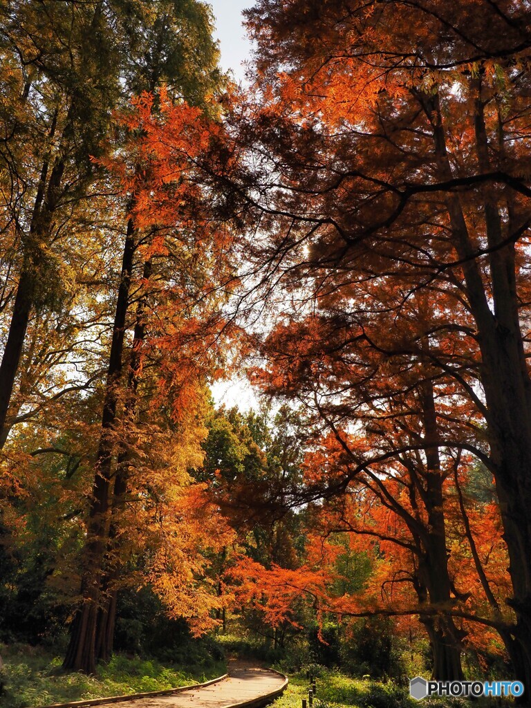 紅葉散歩