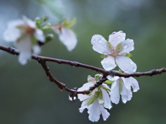 咲き始めた高遠小彼岸桜