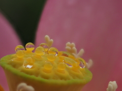 大賀ハスの向こうに縄文の時代を見る