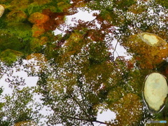 水辺の楽しみ