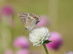 センニチコウの白花に可愛いお客様