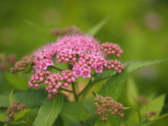 シモツケの花