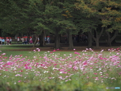 コスモス畑のある公園