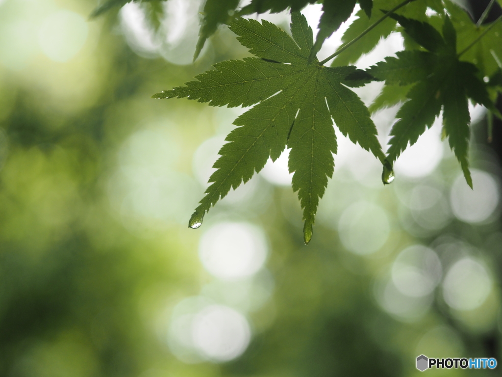 走り梅雨