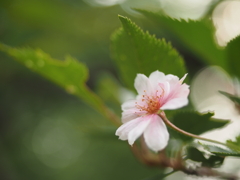 6月の十月桜