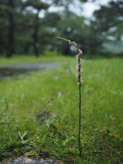 雨の日の植物園
