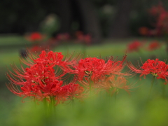 皇居に咲く曼珠沙華