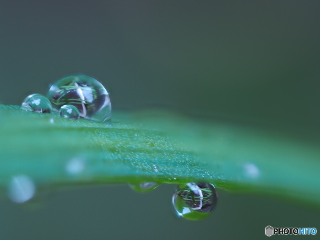 雨の日のなんちゃって菜園