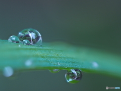 雨の日のなんちゃって菜園