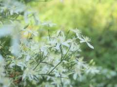 センニンソウ ソフトフォーカス