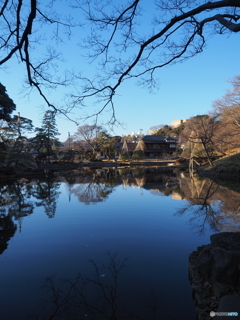 雪吊りのある庭園