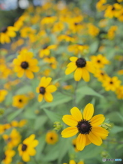 Summer Flower Bed