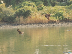 トビの狩り４