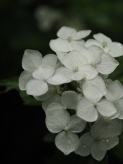 仄暗い雨の森で、白い紫陽花に出会う