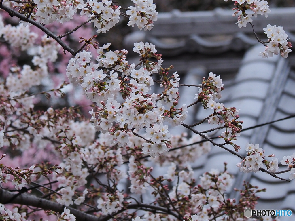 お薬師さんの桜