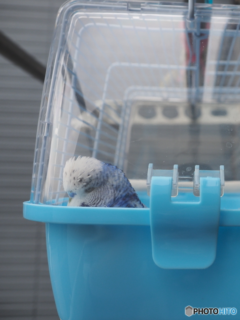 ベランダの番人
