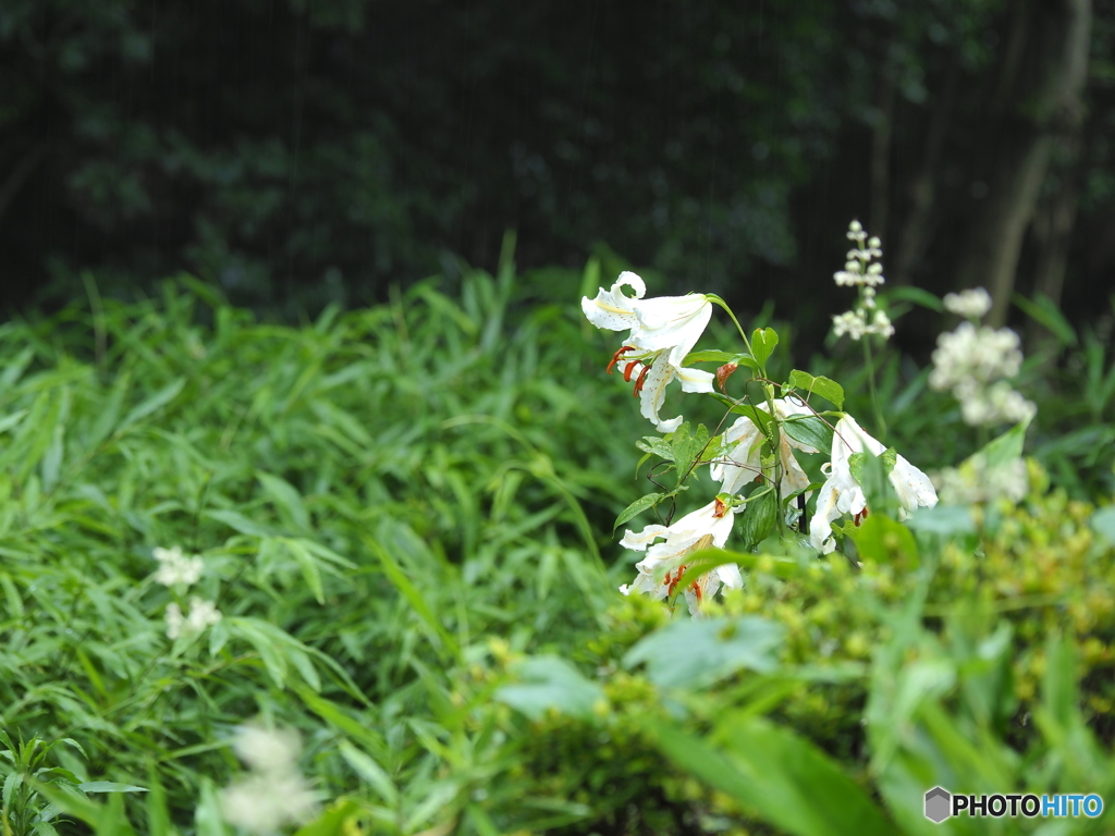 草むらが花を引き立てる
