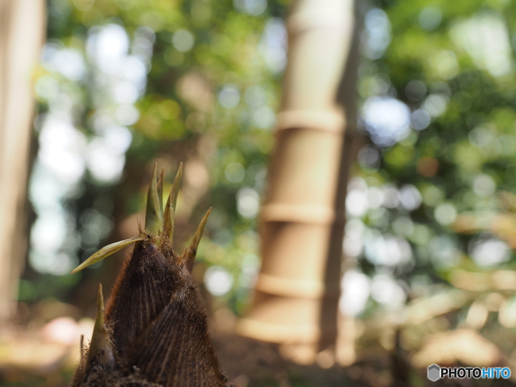 竹の子目線