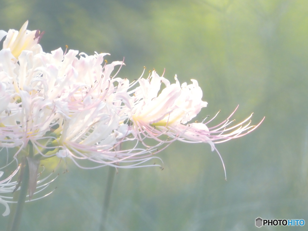 White spider lily