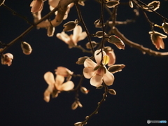夜に咲く花