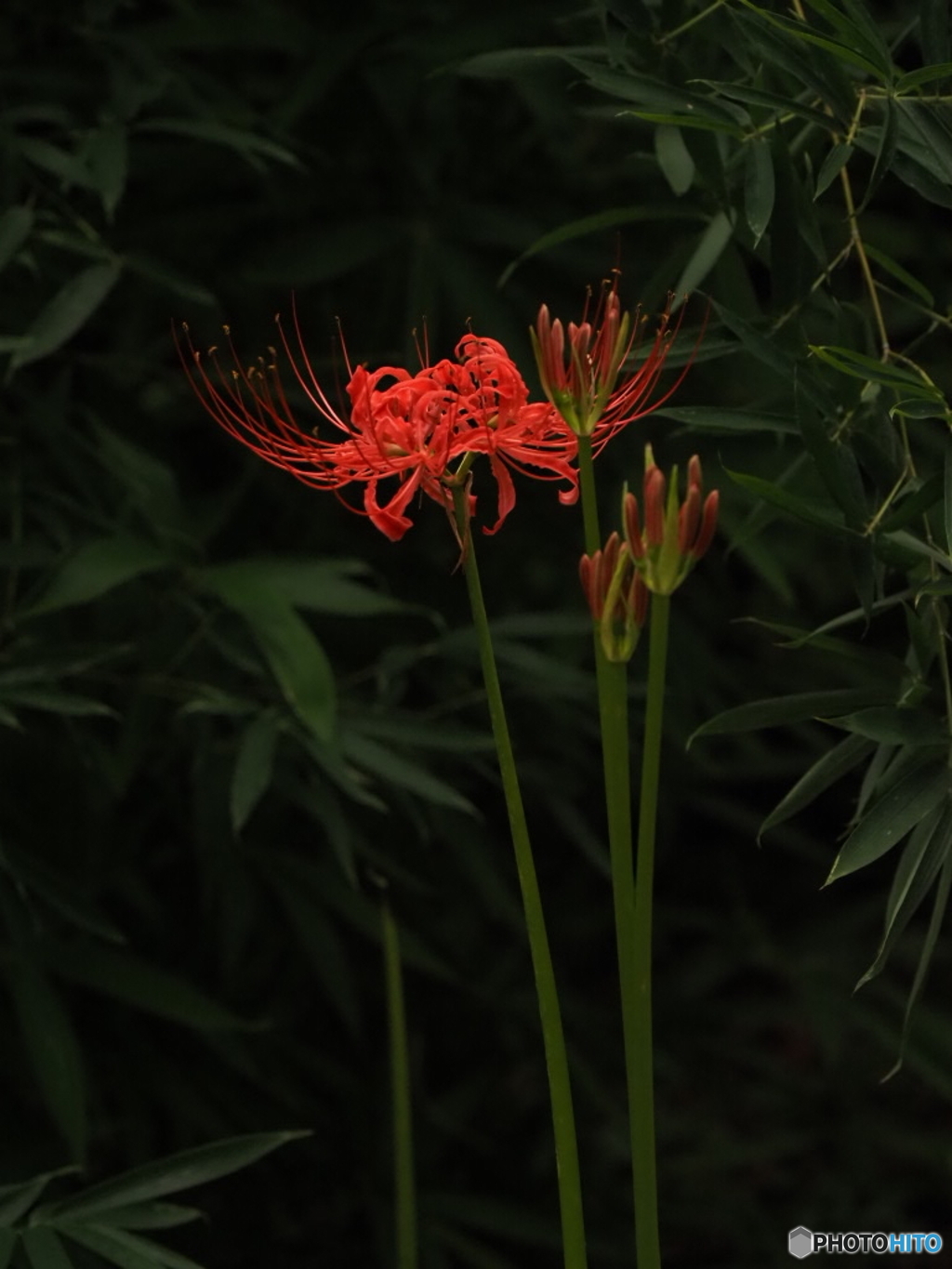 ひと花の曼珠沙華
