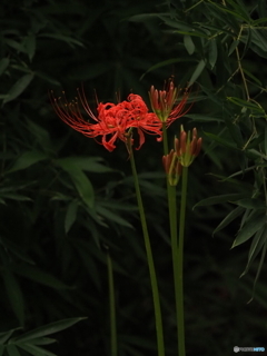 ひと花の曼珠沙華