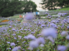 アゲラタムの花園