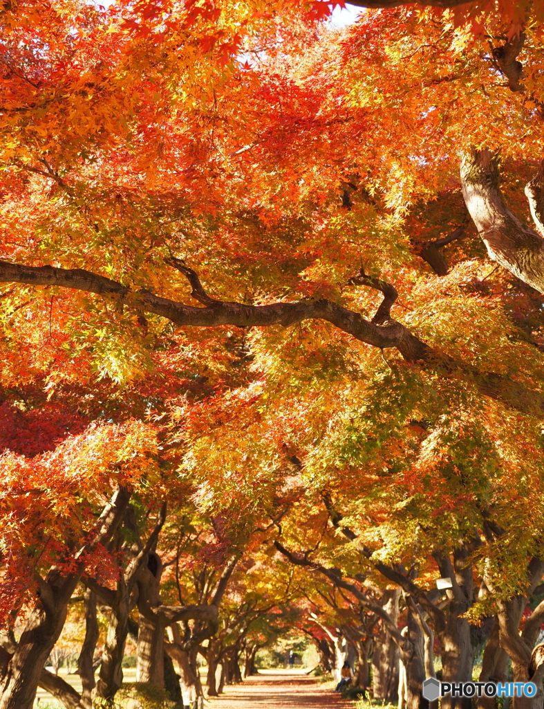紅葉隧道2021