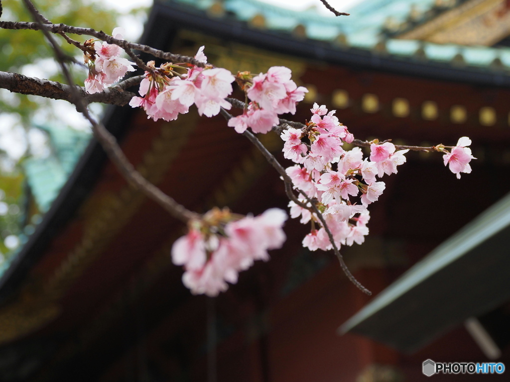 根津河津桜