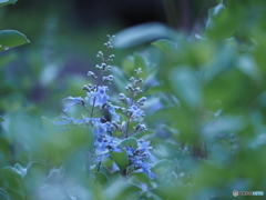 涼し気なハマゴウの花