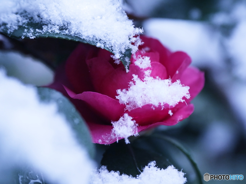 雪中寒椿