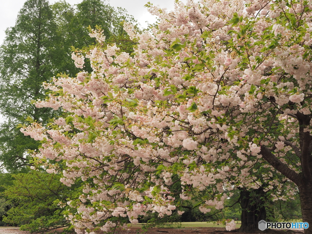 この樹の下でお花見をしませんか