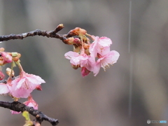 雨の日の寒桜