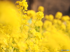 一面の菜の花畑に行ったつもりで