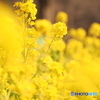 一面の菜の花畑に行ったつもりで