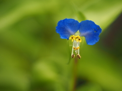 ひと花の蛍草