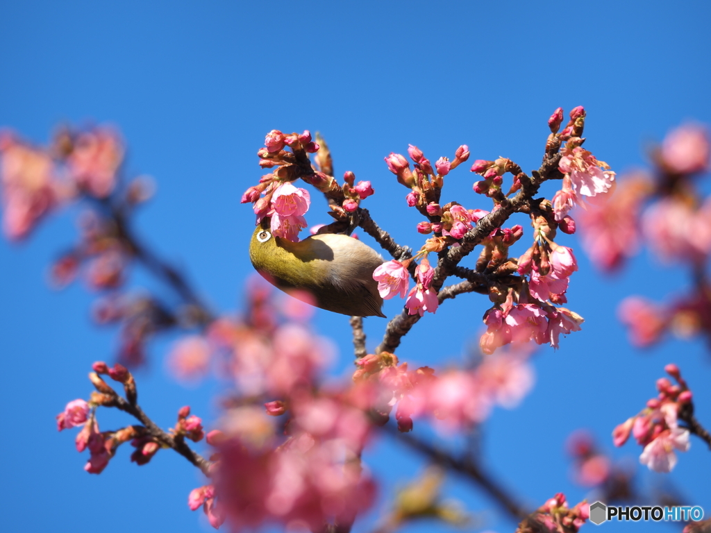 河津桜の蜜のお味はいかが?